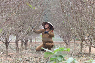 Các làng hoa tất bật vào Tết