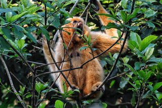 Ngắm những chú vượn đen quý hiếm tinh nghịch giữa đại ngàn Cúc Phương