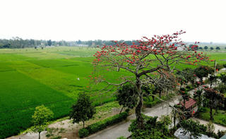 Những cây hoa gạo cổ thụ đua sắc đỏ giữa làng quê Hà Tĩnh