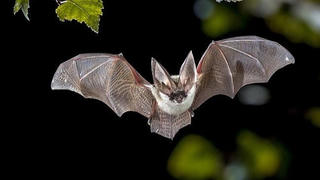 Virus, ‘người quen cũ’ hay là phiên bản mới?