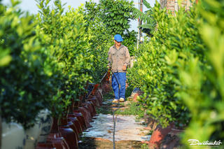 Hà Nội: Người dân thủ phủ quất Tứ Liên tất bật đón Tết