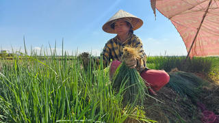 Thoát nghèo từ cây hành lá