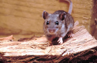 Hội chứng phổi do hantavirus nguy hiểm đến đâu?