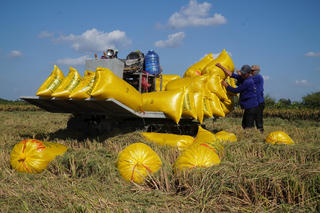 Giá gạo quay đầu hạ nhiệt: Nông dân mong ổn định đầu ra