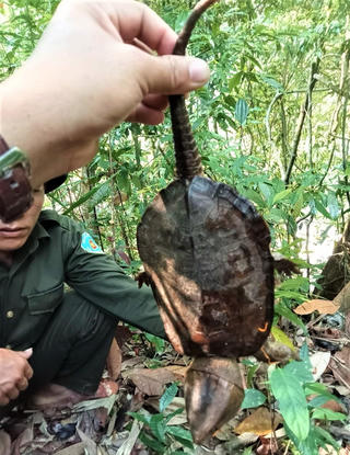 Quảng Nam: Phát hiện cá thể rùa đầu to quý hiếm