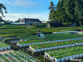 Nông dân 'đánh cược' với mùa hoa cát tường Tết