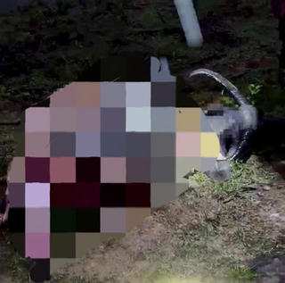 Quảng Trị: Làm rõ việc 6 con trâu bị giết, lấy thịt ở trong rừng