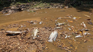Quảng Trị: Cá tự nhiên ở khe Rào Trường bị chết hàng loạt