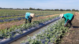 Nông dân lo vụ trái cây Tết