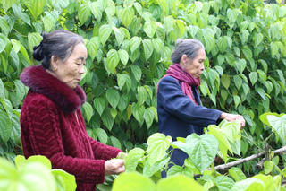 Làng trầu ‘tiến vua’ chạy đua vụ Tết