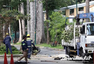 TPHCM: Khẩn trương hỗ trợ nạn nhân vụ cây xanh gãy nhánh, đè chết 2 người