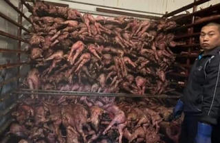 Trang trại bốc cháy, hơn 1 nghìn con lợn nằm chết la liệt