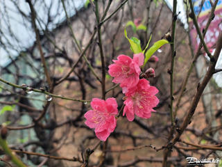 Lễ hội hoa đào, quất cảnh sẽ được tổ chức tại Hà Nội