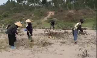 Làm rõ trách nhiệm vụ hàng nghìn cây bạch đàn bị chặt hạ ở Phú Thọ