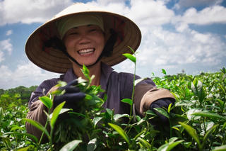 Quảng Ninh: Phát triển du lịch gắn với cây chè