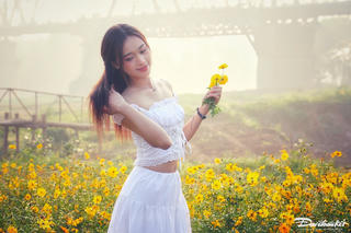 'Rừng hoa cúc' dưới chân cầu Long Biên thu hút du khách