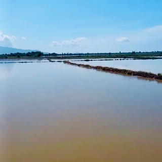 Bình Thuận: Hơn 130 ha lúa hè thu bị ngập úng do mưa to