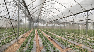 Ngành nông nghiệp và môi trường hút vốn FDI