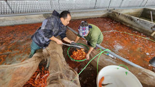 Về làng nghề nuôi cá chép đỏ ở Phú Thọ