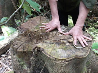 Sở NN&PTNT Thừa Thiên - Huế chỉ đạo kiểm tra vụ gỗ lớn trong rừng phòng hộ bị đốn hạ