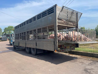 Gia Lai: Phát hiện xe tải chở 220 con lợn nhiễm dịch