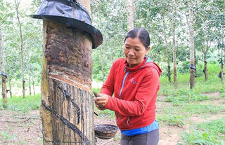 Kon Tum hỗ trợ hộ nghèo dân tộc thiểu số được vay vốn tín dụng ưu đãi