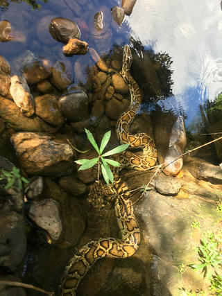 Thả trăn ‘khủng’ phát hiện trong rừng sản xuất về với tự nhiên