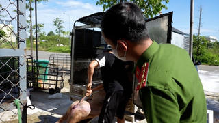 Quảng Ngãi: Phát hiện cơ sở thu mua lợn bị dịch tả lợn châu Phi