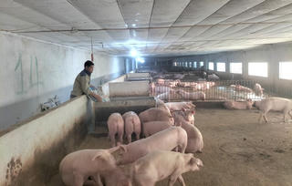 Giá lợn hơi tăng, người nuôi bắt đầu có lãi