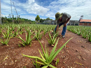 Nông dân khấm khá nhờ cây nha đam