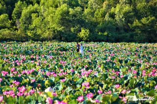 Sức hút từ đầm sen Trà Lý (Đà Nẵng)