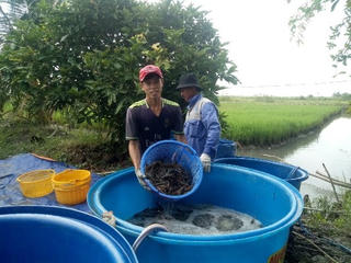 Nông dân Cà Mau thắng lớn vụ tôm càng xanh trên đất lúa