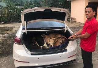 Quảng Nam: Khởi tố thanh niên đi xe ô tô trộm chó của người dân