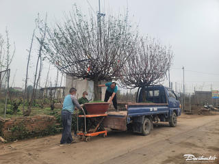 Làng Nhật Tân tất bật 'đón' đào về sau Tết