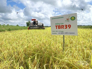 Nâng tầm giá trị gạo Việt