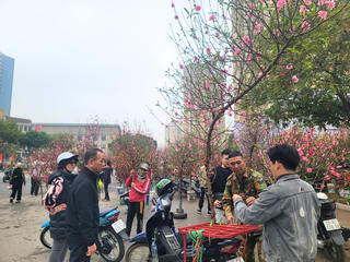 Phố Lạc Long Quân tấp nập người sắm đào, quất Tết