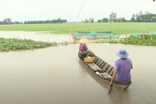 Canh tác thuận thiên, nông dân vùng thượng nguồn Đồng Tháp thu lãi lớn