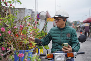 Đào cành, quất cảnh xuống phố dịp cận Tết