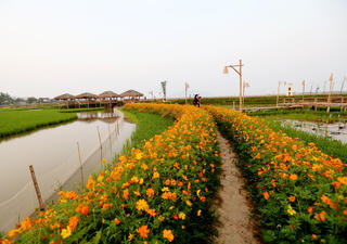 Con đường hoa giữa cánh đồng 'gây sốt' ở Hà Tĩnh