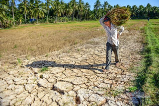 “Sống chung” với hạn mặn