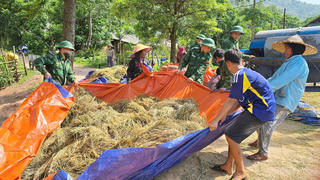 Quảng Bình: Giúp đồng bào dân tộc thiểu số thu hoạch lúa chạy mưa bão số 1