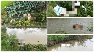 Quảng Trị: Phát hiện nhiều xác lợn chết trong đầm sen, trôi trên sông