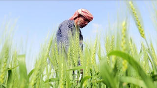 Nỗ lực “xanh hóa” sa mạc