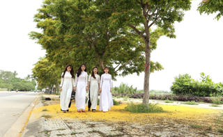 Quảng Nam: Nhiều hoạt động ở Lễ hội 'Tam Kỳ - Mùa hoa sưa năm 2023'