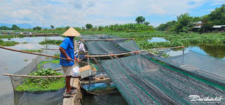 Quảng Nam: Cá nuôi lồng bè chết hàng loạt trên sông Vĩnh Điện