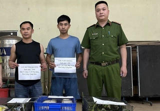 Lạng Sơn: Khởi tố đối tượng mua bán, vận chuyển hàng trăm cá thể vẹt quý hiếm