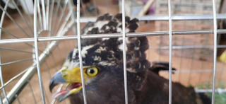 Thái Bình: Bàn giao chim diều hoa Miến Điện quý hiếm cho đơn vị bảo tồn