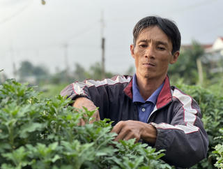 [ẢNH] Hàng trăm nghìn chậu hoa phục vụ thị trường Tết nguyên đán