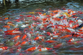 Người dân thích thú kéo đến Hồ cá Koi lớn nhất Hà Nội