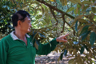 Định hình sầu riêng Định Quán